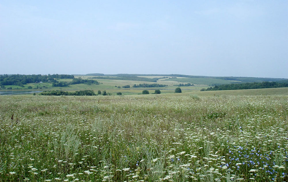 Лучно-степові ландшафти